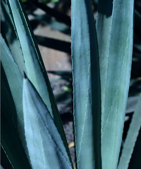 La Planta Milenaria que Necesitas en tu Vida: aloe vera