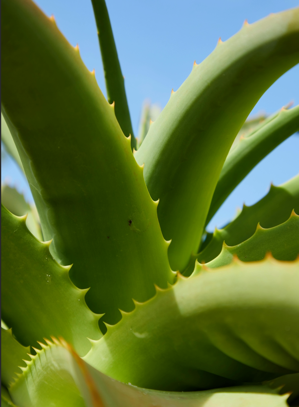 Aloe Vera: El Secreto Natural para Hidratar y Cuidar tu Cabello 🌿