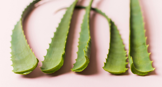 Propiedades Generales del Aloe Vera 🌿